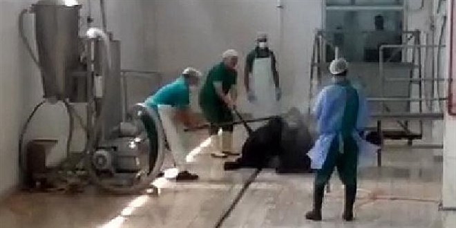 Adana'da hayvana yönelik şiddetle ilgili 2 kişi gözaltına alındı
