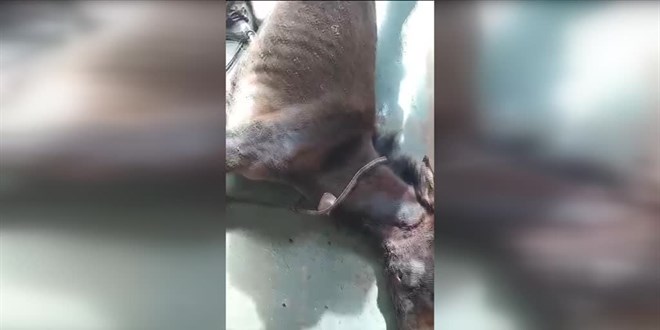Çenesinden vurulan at tedavi altına alındı, Kaymakamlık açıklama yaptı