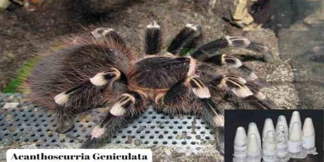 Posta kargosunda 76 adet yavru tarantula ele geçirildi