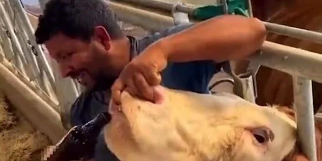 'İneğe içki' videosunun ardından çiftlik çalışanı tutuklandı