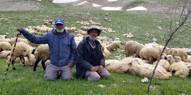 20 bin TL'ye yerli çoban bulunamadı, sürüler İranlı çobanlara emanet