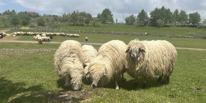 Kaan koyunlar 18 kilometre uzakta bulundu