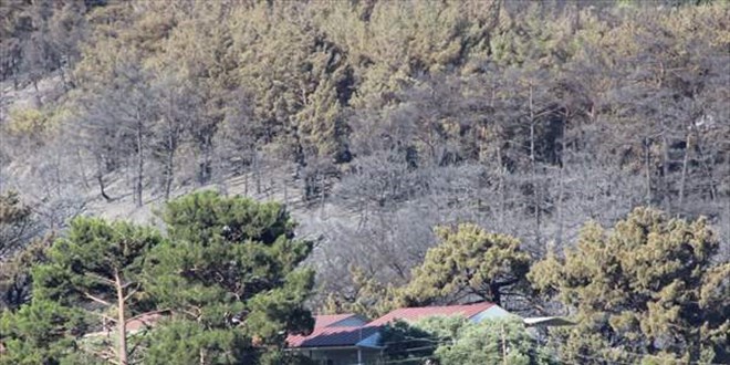 Belen'deki orman yangını ile ilgili bir kişi tutuklandı