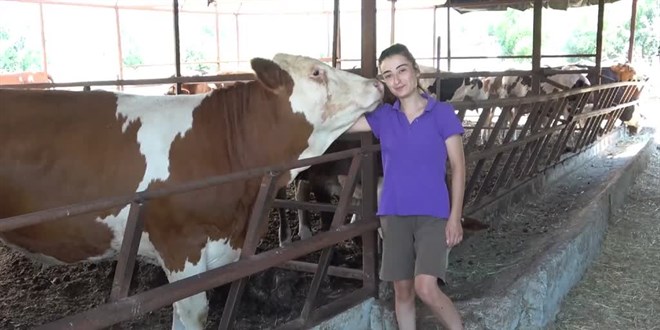 Üniversite öğrencisinin ineğiyle yaptığı özçekim sosyal medyanın gündeminde