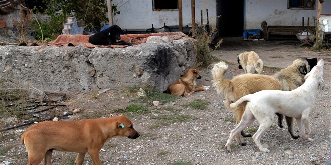 İstanbul'da Valilikten sokak köpeği kararı