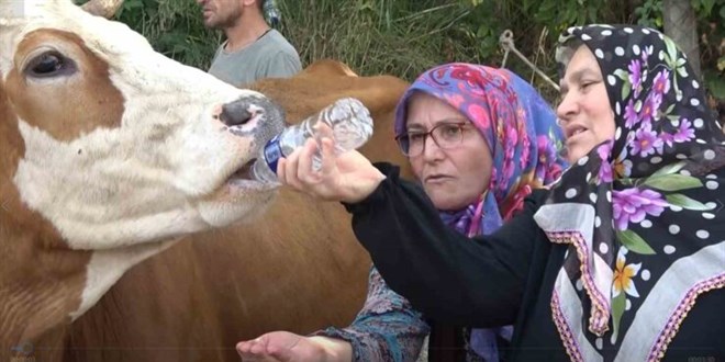 Su sıkıntısı yaşayan köylüler yol kapattı.. pet şişeyle ineklerine su içirdi