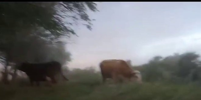 Sungurlu'da kum fırtınası: Çoban hayvanları ile arazide mahsur kaldı
