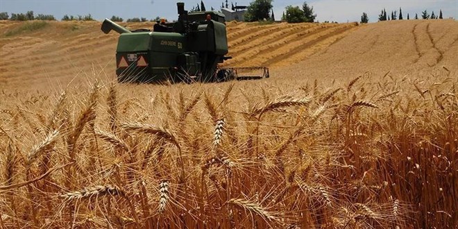 Çiftçi tarladan dert biçti: Buğday, tüccarın insafına kaldı