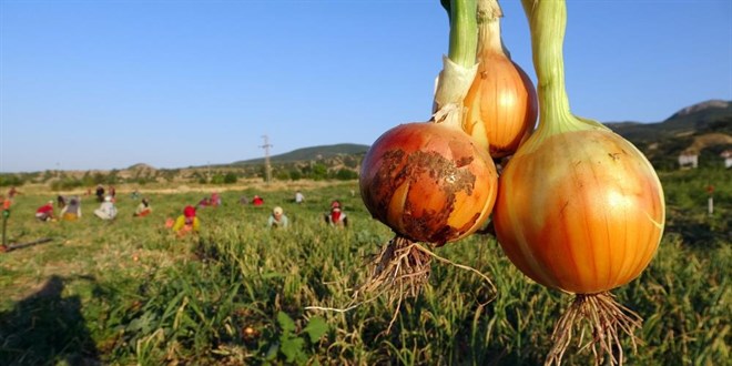 Soğan tarlada 5, tezgahta 15 lira