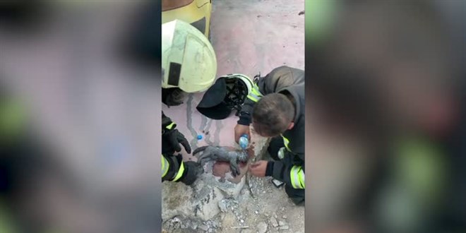 tfaiye ekipleri yangndan kurtard yavru kediyi suni teneffsle hayata dndrd