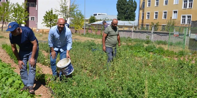 Öğretmenlerden okul bahçesinde hasat