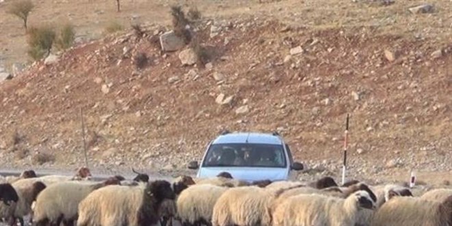Kaymakamlıktan sürü sahibine ceza kesilmesiyle ilgili açıklama