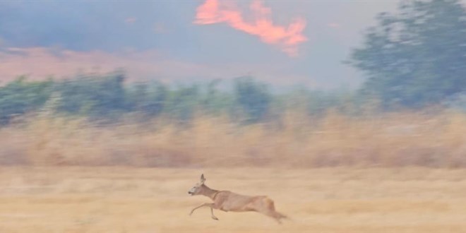 anakkale'de alevlerden kaan karaca grntlendi