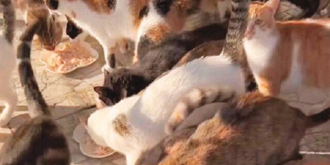 Hasta hayvanları kullanıp para topluyorlar