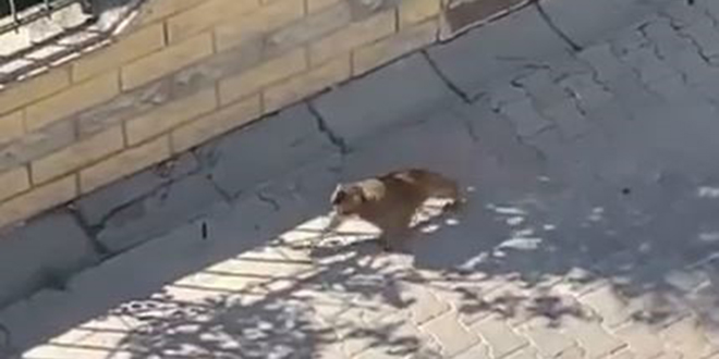 stanbul'da maymun deheti: 3 kiiye saldrd