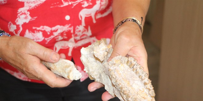 ankr'da fosilleri bulunan 4 tr bilim dnyasna kazandrld