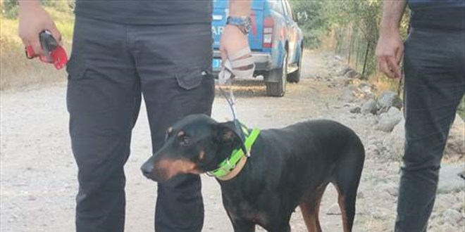Kayıp ekonomist Korhan Berzeg'in köpeğinin bulunduğu bölgede arama çalışması sürüyor