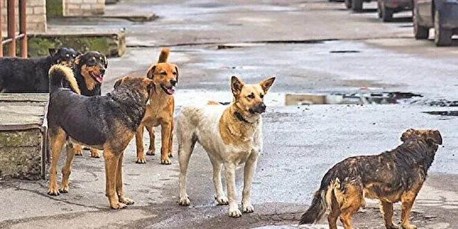 Hükümet mevzuat değişikliğine gidiyor: Sokak köpeklerine 'Avrupa' çözümü