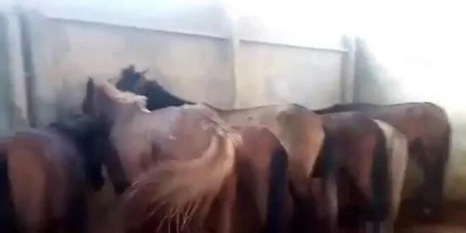 Adana'da at ve eşek kesimine 1 tutuklama