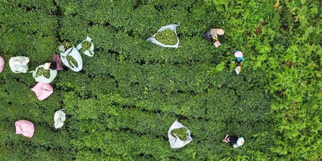 3. srgnde scaklar ya ay yakt, retim yarya dt