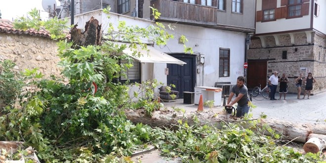 Turunçgil böceğinin çürüttüğü ağaç devrildi