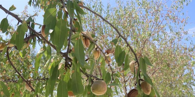 Adıyaman'da badem hasadı başladı