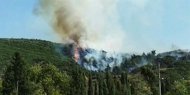 Aydın'da ağaçlık alanda çıkan yangına müdahale ediliyor