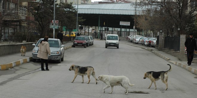 Silivri'de sahipsiz kpein saldrsna urayan ocuk yznden yaraland