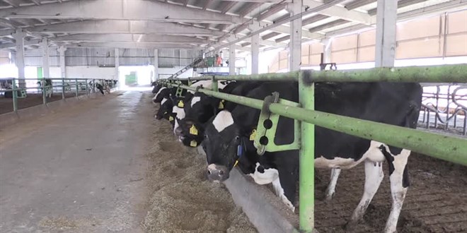 TKDK deste�iyle robotik sistemli s�t tesisi kurarak elektri�ini de �retmeye ba�lad�