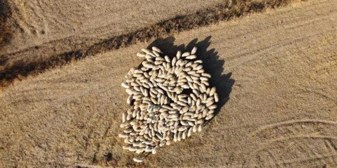 25 bin liraya �oban bulunam�yor