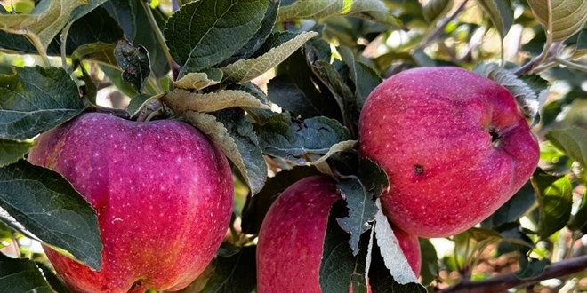 Tarlada 5 lira olan elmanın fiyatı markette 30 lira