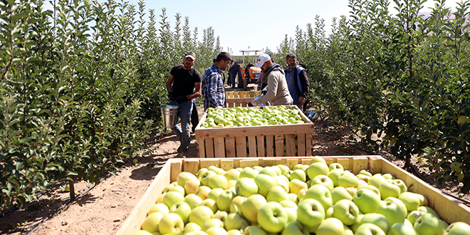 36 bin nüfuslu ilçeden 18 ülkeye elma ihracatı