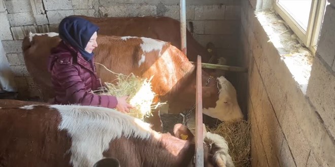 Şehirden köyüne dönen kadın mühendis, devlet desteğiyle besici oldu