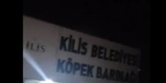Kilis'te köpek barınağında çekilen görüntülerle ilgili inceleme başlatıldı