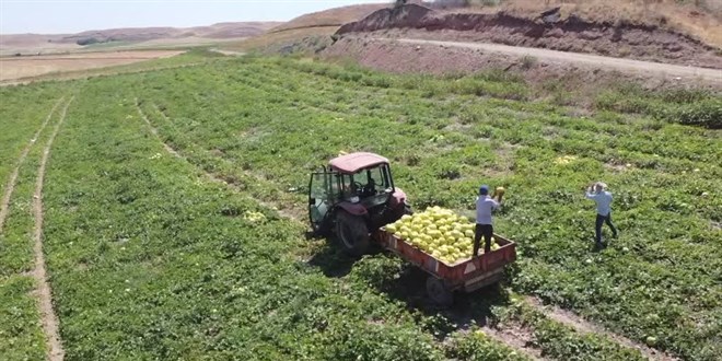 �ank�r�'n�n tuzlu topra��nda yeti�en kavunun daha tatl� oldu�u belirlendi