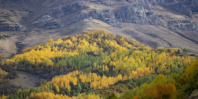 Tunceli'nin ormanlarnda sonbahar renkleri hakim oldu
