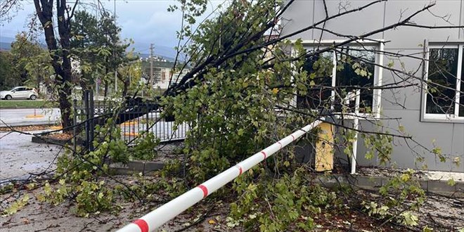 Rüzgarda devrilen ağaç polis noktasının üzerine düştü