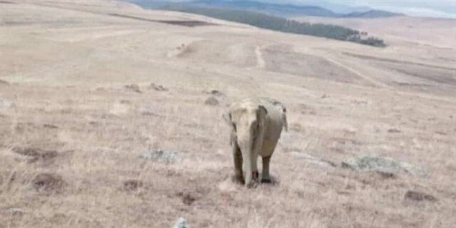 Çoban fotoğrafını paylaşmıştı: Vali fil görüldüğü iddiasını yalanladı
