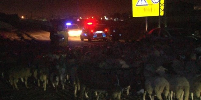 Polisler bu kez çobanlık yaptı