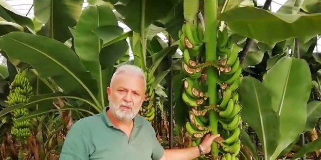 Hırsızlar 300 muz ağacını talan etti, üretici 200 bin lira zarar girdi