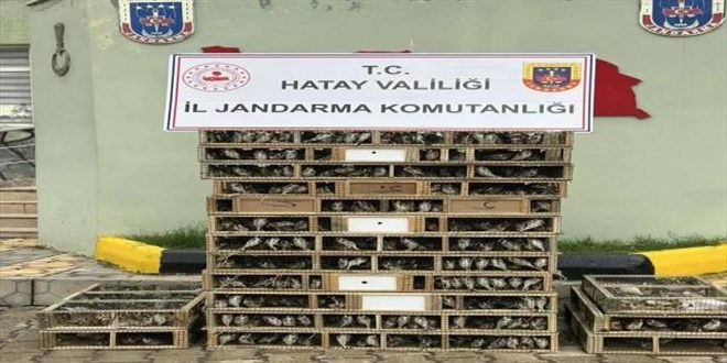 Hatay'da bir otomobilde 4 bin saka kuşu ele geçirildi