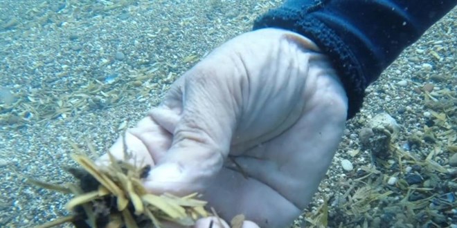 Dnyaca nl sahilde denizin alt ekirdek kabuu tarlasna dnd