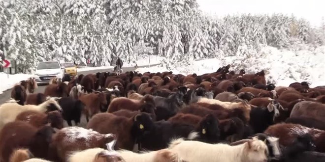 Erzurum'da gerler srlerini kar ve tipi nedeniyle yaylalardan indirmeye balad