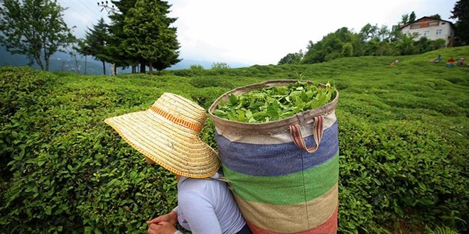 Çay üreticilerine destek ödemesi ne zaman olacak?