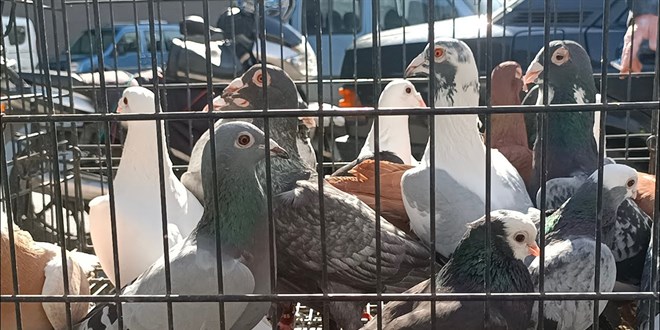 Kaçak kuş pazarına operasyon: 24 gözaltı, 839 yabani kuşa el konuldu