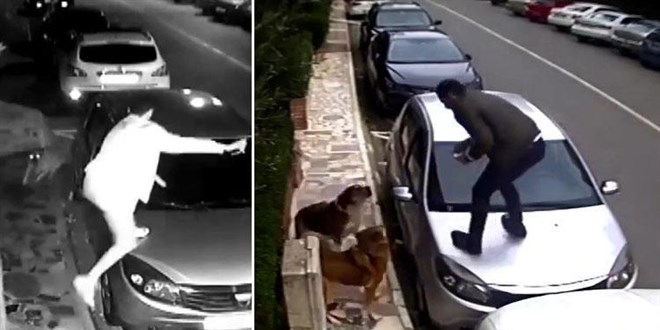 Köpeklerden araçların üzerine çıkarak kaçtılar: O anlar kamerada