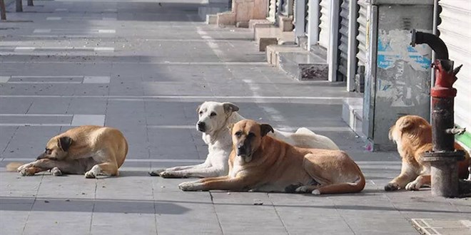 Başıboş köpekler problemi seçimden önce çözülecek