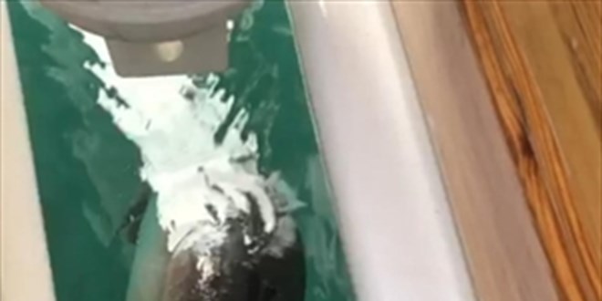 Datça'da marinada Akdeniz foku görüldü