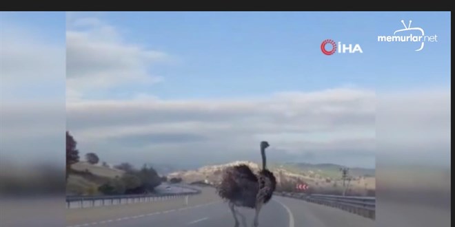 Çiftlikten kaçan deve kuşu trafikte görüldü
