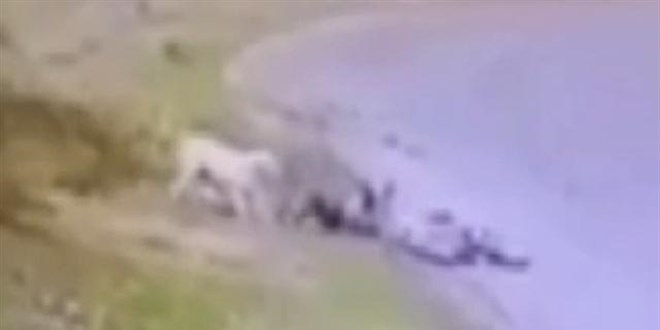 Başkentte bisikletli çocuğa başıboş köpek saldırdı